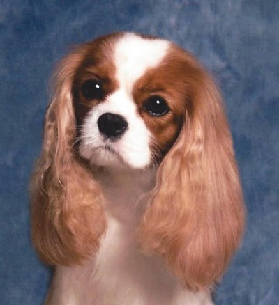 akc cavalier king charles spaniel breeders