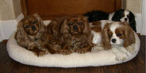 Our Cavalier King Charles Spaniels